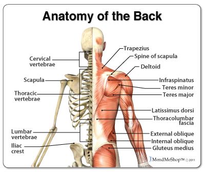 Back Muscles: Anatomy of Upper, Middle & Lower Back Pain in Diagrams